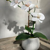 12" Real-touch orchid in WH Mayan ceramic pot,E PACK