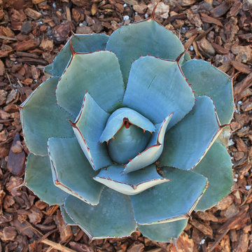Drought tolerant front yard