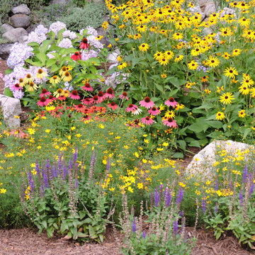 Rudbeckia, Echinacea, Coreopsis, Salvia, Hydrangea