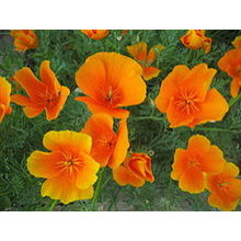 Lower hillside garden
