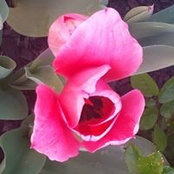 Lenore Coon's photo