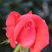 Jul Ymeraj's photo