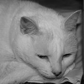 Barbara Semione's photo
