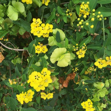 Southwestern Plants