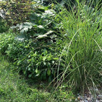 giardino con aiuole di erbacee a mezzo sole