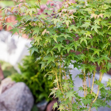Zen Garden and Asian Inspired Landscape Plants