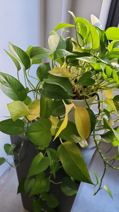 pothos with yellow leaves | Houzz Forum