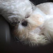 Robin Stine DiPersio's photo