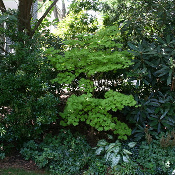 Screening the Urban Back Yard