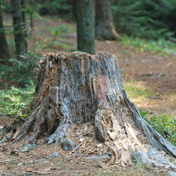 Land Clearing in NJ