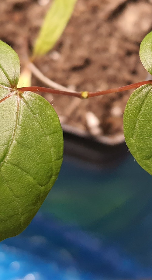 Identifying maple seedlings