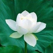 Lien Nguyen's photo