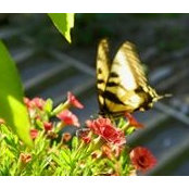 Foto von Alice Sargent