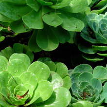 aeoniums