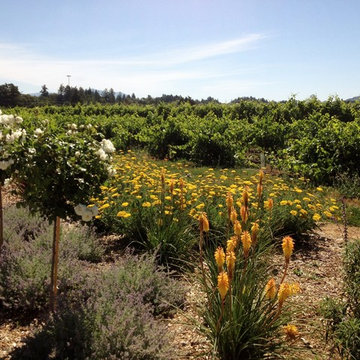 Bocce in the Vineyards