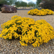 Ground Cover