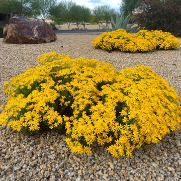 Southwestern Plants