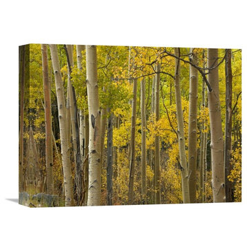 "Aspen Trees In Autumn, Santa Fe National Forest, New Mexico" Artwork