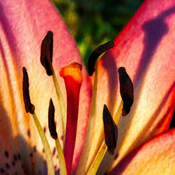 Shy Pink Lily - Artwork