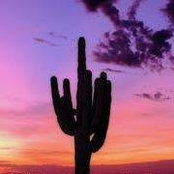 Afsaneh Torres's photo