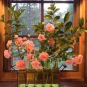 Connie Shirey's photo