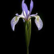 Lissa Mattson's photo