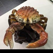 Julia Pergolizzi's photo