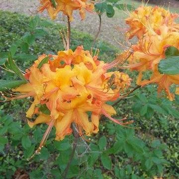 Native Azalea
