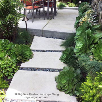 Succulents and Companion Plants