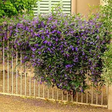 Colorful garden