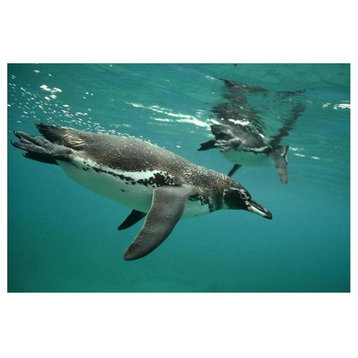 "Galapagos Penguins Diving, Bartolome Island, Galapagos Islands" Wall Art