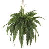 Large Boston Fern Hanging Basket