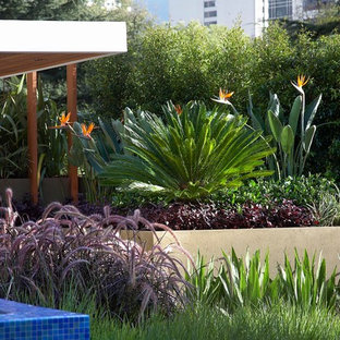 Inspiration for a contemporary garden in Melbourne with a retaining wall.