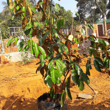 Fruit Garden setting in Malappuram Kerala India