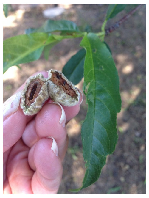 Peach tree has shriveled peaches