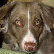 Ron Dwyer's photo