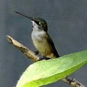 Debbie Ebener's photo