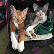 Diane Salvi's photo