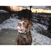 Bruno Laperle's photo