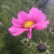 Dana Lorway's photo