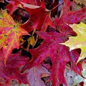 Maribeth Ristad's photo