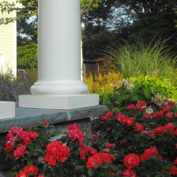 Drift Coral Shrub Roses in foreground