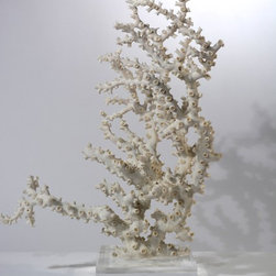 Corals - Products