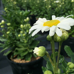 Current Featured Plants - Products