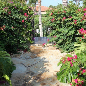 Bougainvillea Landscape