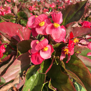 Current Featured Plants