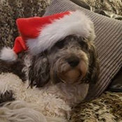 Diane Lloyd's photo