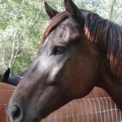 Sharon McAmis's photo
