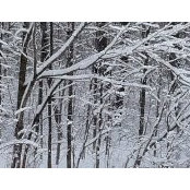 Brad Jones's photo