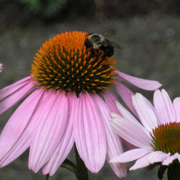 In search of nectar